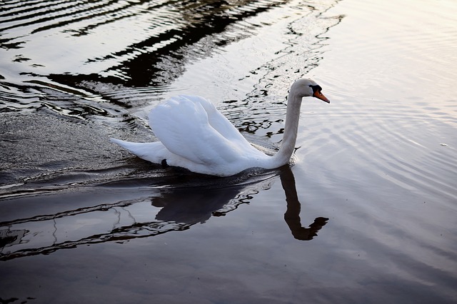 Free download swan ducks duck bird water bird free picture to be edited with GIMP free online image editor