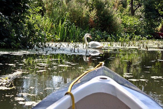 Tải xuống miễn phí Swan Elbe-Dove Kajaktorn - ảnh hoặc ảnh miễn phí được chỉnh sửa bằng trình chỉnh sửa ảnh trực tuyến GIMP