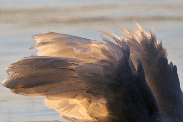 ດາວ​ໂຫຼດ​ຟຣີ Swan Feathers Sun Lake Evening - ຮູບ​ພາບ​ຟຣີ​ຫຼື​ຮູບ​ພາບ​ທີ່​ຈະ​ໄດ້​ຮັບ​ການ​ແກ້​ໄຂ​ກັບ GIMP ອອນ​ໄລ​ນ​໌​ບັນ​ນາ​ທິ​ການ​ຮູບ​ພາບ