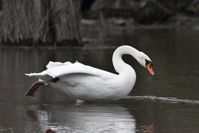 ດາວໂຫຼດຟຣີ swan feathers water bird animal free picture to be edited with GIMP free online image editor