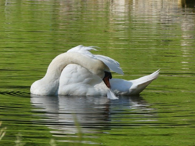 Téléchargement gratuit Swan Feather Water - photo ou image gratuite à éditer avec l'éditeur d'images en ligne GIMP