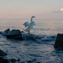 Swan Flapping Its Wings  screen for extension Chrome web store in OffiDocs Chromium