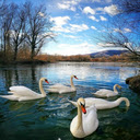 Swan flock wallpaper  screen for extension Chrome web store in OffiDocs Chromium