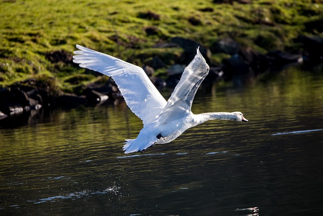 Free download swan flying swan animal water bird free picture to be edited with GIMP free online image editor