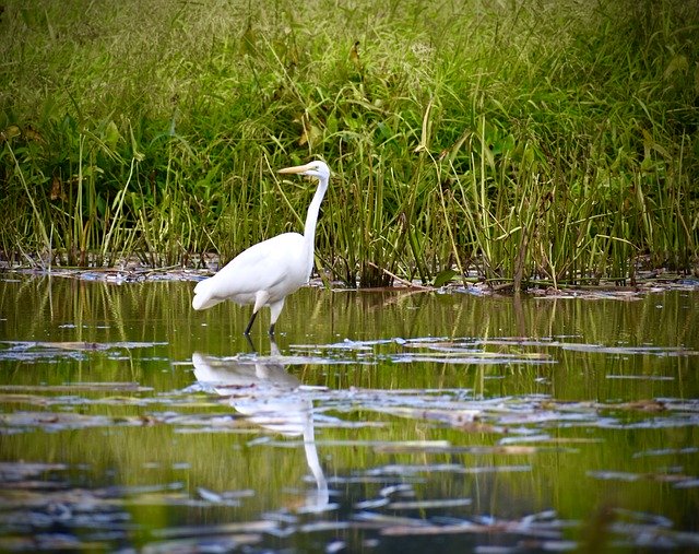 Free download Swan Grass Swamp -  free photo or picture to be edited with GIMP online image editor