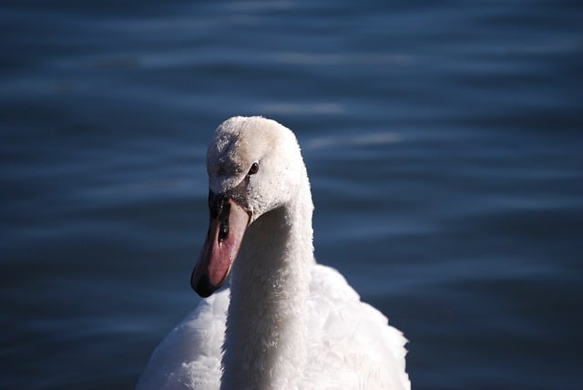 Free download swan head neck close up swan head free picture to be edited with GIMP free online image editor