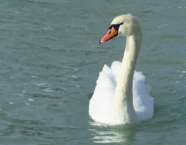 Free download Swan Lake Balaton -  free photo or picture to be edited with GIMP online image editor
