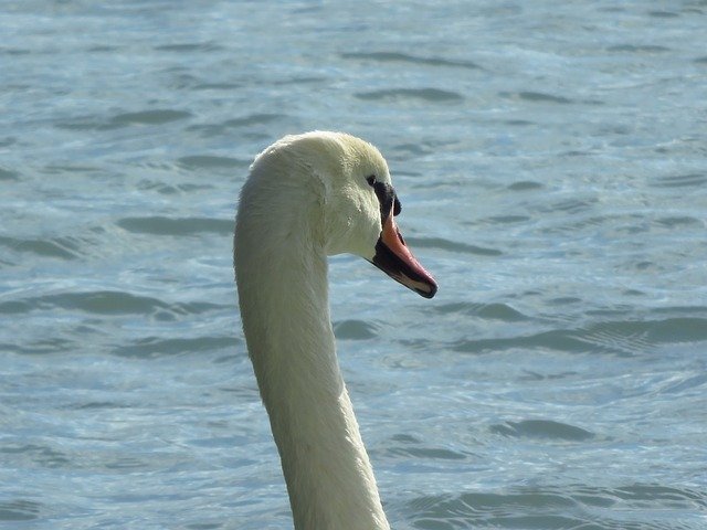 Free download Swan Lake Balaton Water -  free photo or picture to be edited with GIMP online image editor