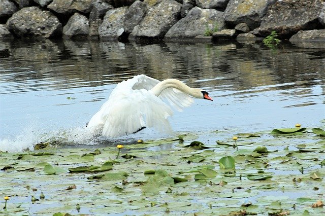 Descărcare gratuită Lacul lebedelor Flying - fotografie sau imagini gratuite pentru a fi editate cu editorul de imagini online GIMP