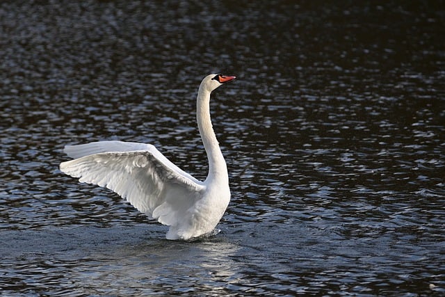 Free download swan lake mute swan wings spread free picture to be edited with GIMP free online image editor