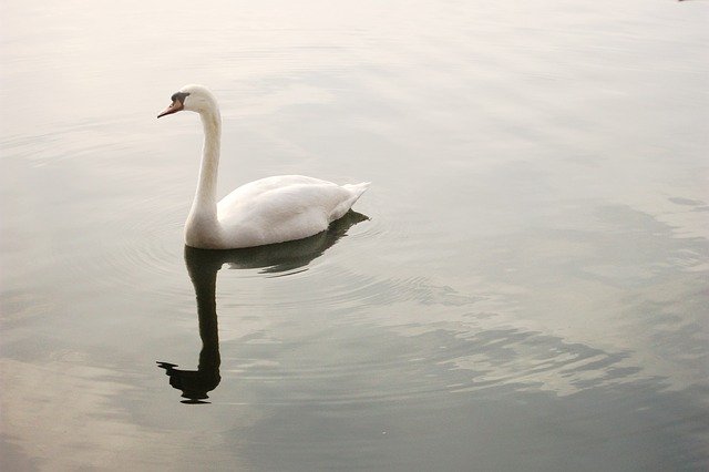 Free download Swan Lake Pond free photo template to be edited with GIMP online image editor