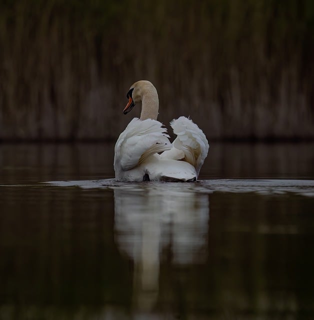 Free download swan lake river bird water bird free picture to be edited with GIMP free online image editor