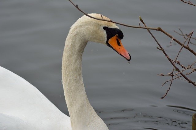 Scarica gratuitamente Swan Lake Water: foto o immagine gratuita da modificare con l'editor di immagini online GIMP