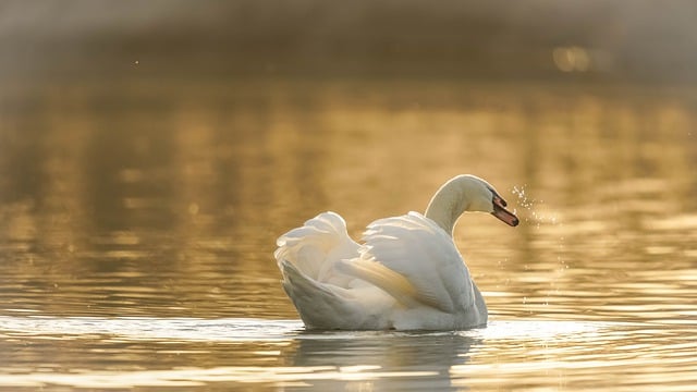 Free download swan lake water bird golden light free picture to be edited with GIMP free online image editor