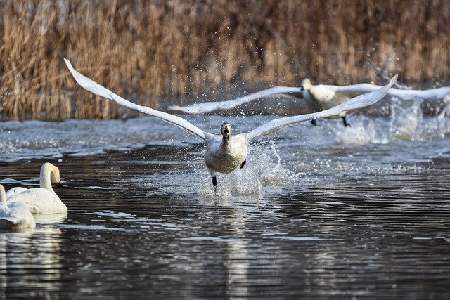 Free download swan lake waterfowl bird animal free picture to be edited with GIMP free online image editor