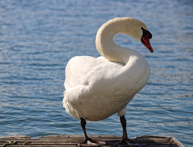 Free download swan lake white swan nature free picture to be edited with GIMP free online image editor