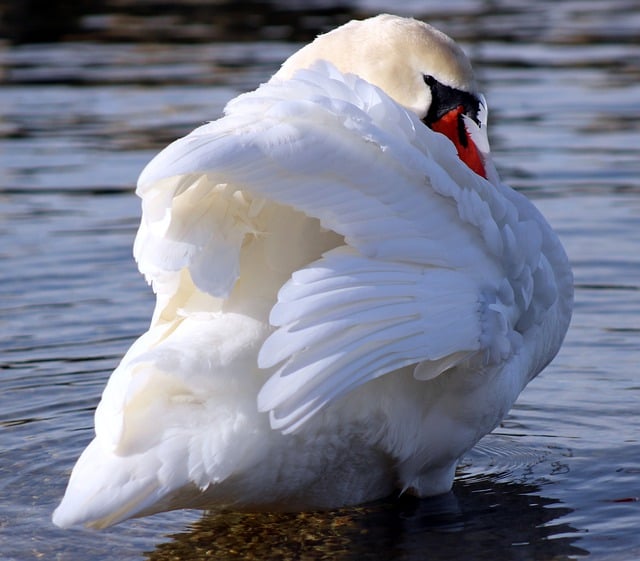 Free download swan lake wildlife waterbird free picture to be edited with GIMP free online image editor