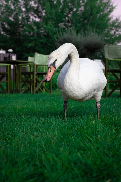 Free download swan migratory bird geese wildlife free picture to be edited with GIMP free online image editor