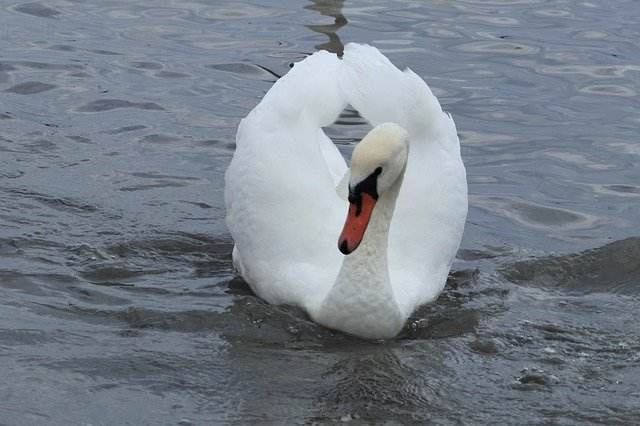 Free download Swan Mute Bird -  free photo or picture to be edited with GIMP online image editor
