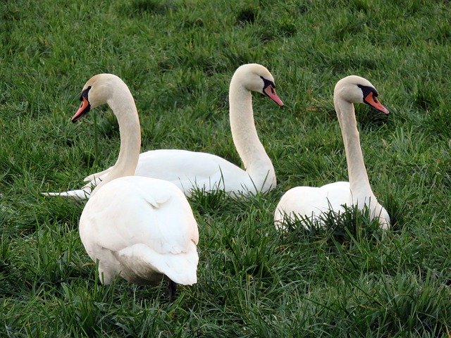 Free download Swan Mute Meadow -  free photo or picture to be edited with GIMP online image editor