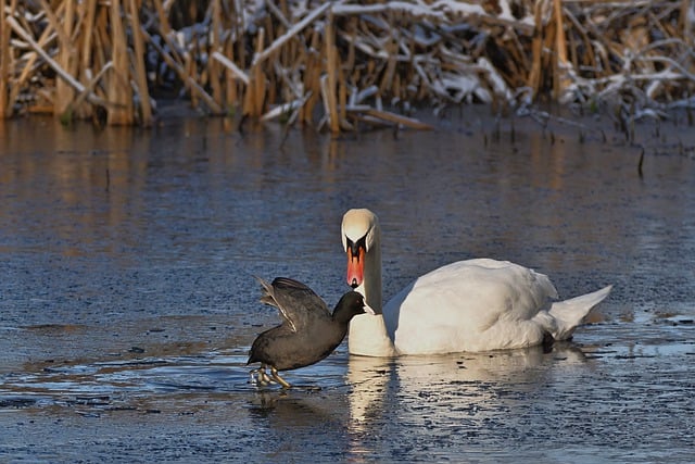 Free download swan mute swan coot lake winter free picture to be edited with GIMP free online image editor