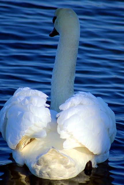 Free download swan mute swan lake animal free picture to be edited with GIMP free online image editor