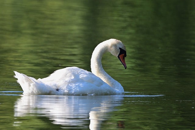 Free download swan mute swan lake fauna bird free picture to be edited with GIMP free online image editor