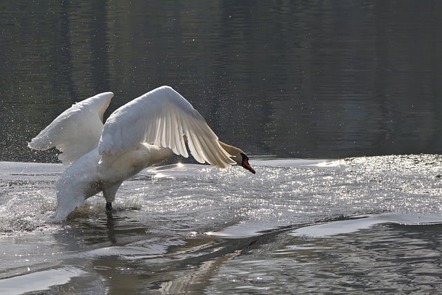 Free download swan mute swan lake spring park free picture to be edited with GIMP free online image editor