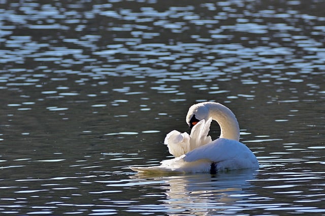 Free download swan mute swan lake sun park free picture to be edited with GIMP free online image editor