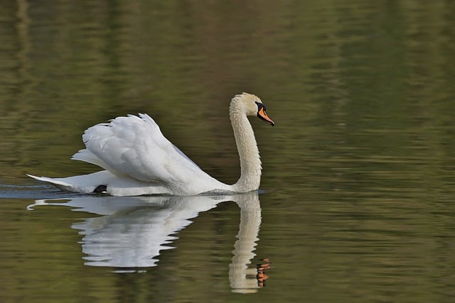 Free download swan mute swan lake water bird free picture to be edited with GIMP free online image editor