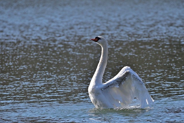 Free download swan mute swan lake wing winter free picture to be edited with GIMP free online image editor