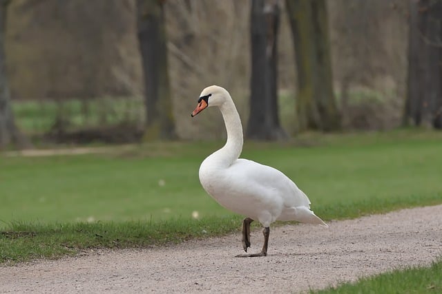 Free download swan mute swan path park free picture to be edited with GIMP free online image editor