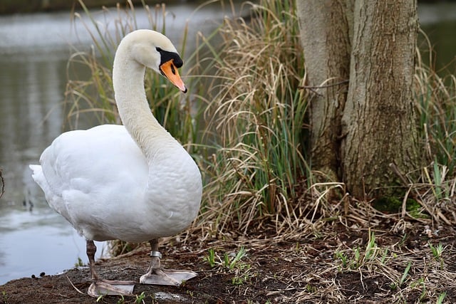 Free download swan mute swan water bird duck bird free picture to be edited with GIMP free online image editor