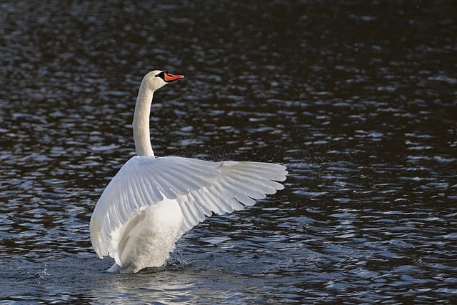 Free download swan mute swan water bird wing free picture to be edited with GIMP free online image editor