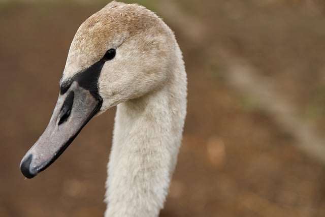Free download swan mute swan young swan free picture to be edited with GIMP free online image editor