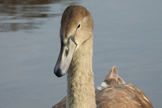 Free download swan mute swan young swan cub free picture to be edited with GIMP free online image editor