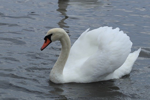 Gratis download Swan Mute White - gratis foto of afbeelding om te bewerken met GIMP online afbeeldingseditor