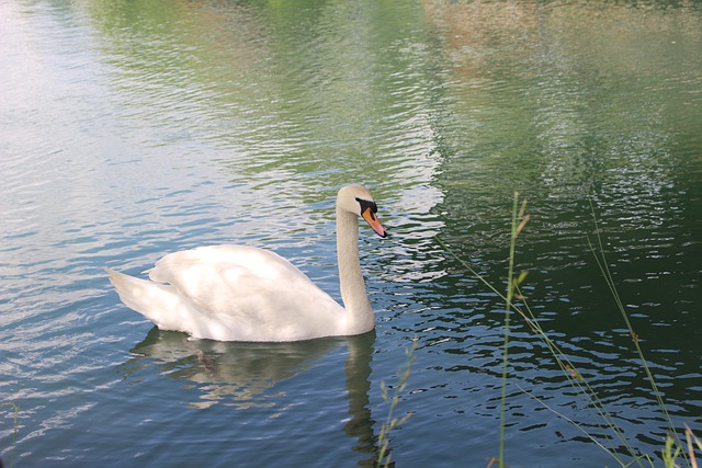Free download swan nature be waters wildlife free picture to be edited with GIMP free online image editor