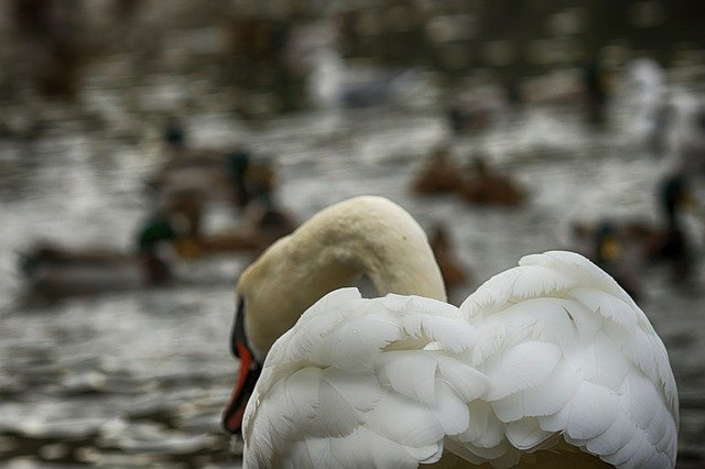 Free picture Swan Nature Bird -  to be edited by GIMP free image editor by OffiDocs
