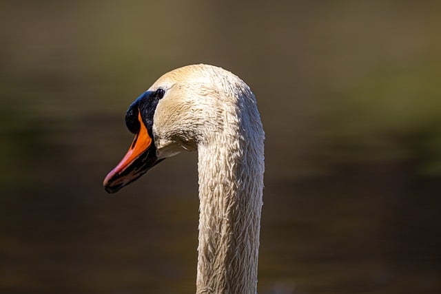 Free download swan nature lake water bird free picture to be edited with GIMP free online image editor