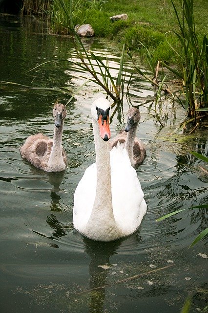 Free picture Swan Nature Water -  to be edited by GIMP free image editor by OffiDocs