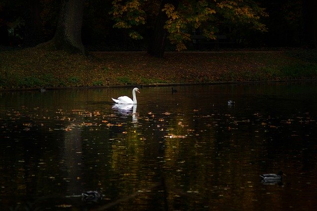 Free picture Swan Park Mute -  to be edited by GIMP free image editor by OffiDocs
