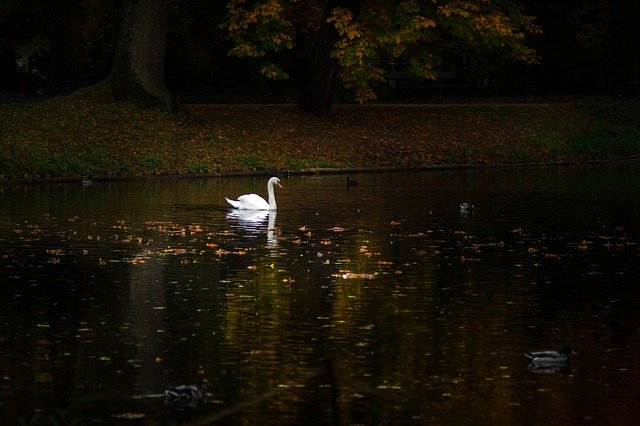 Free download Swan Park Mute -  free photo or picture to be edited with GIMP online image editor