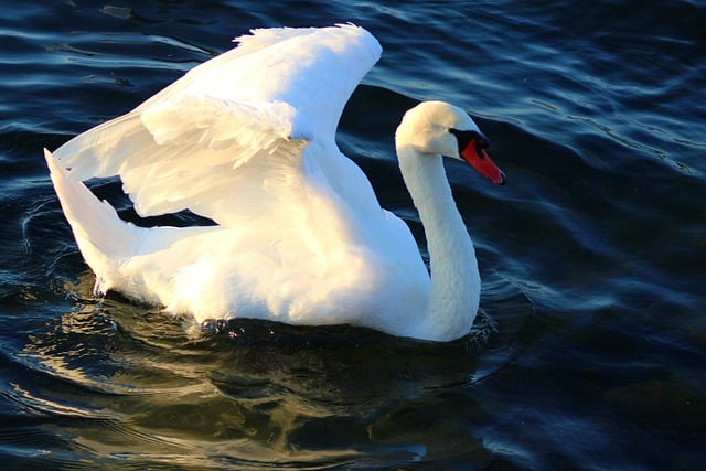 Free download swan plumage bird watching free picture to be edited with GIMP free online image editor