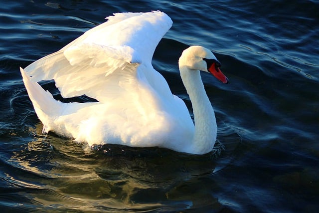 Téléchargement gratuit de l'image gratuite d'observation des oiseaux en plumage de cygne à éditer avec l'éditeur d'images en ligne gratuit GIMP