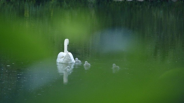 Free download Swan Pond City -  free photo or picture to be edited with GIMP online image editor
