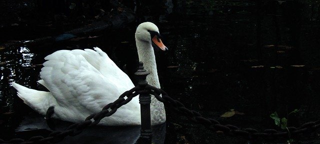 Free download Swan Pond Nature -  free photo or picture to be edited with GIMP online image editor