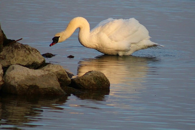 قم بتنزيل الصورة المجانية لمشاهدة الطيور على ضفة النهر البجعة ليتم تحريرها باستخدام محرر الصور المجاني عبر الإنترنت GIMP