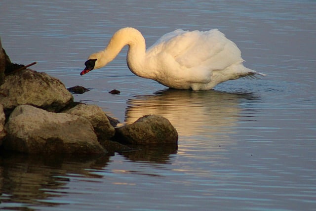 Free download swan riverbank bird watching free picture to be edited with GIMP free online image editor