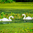 Swans and duck ponds  screen for extension Chrome web store in OffiDocs Chromium